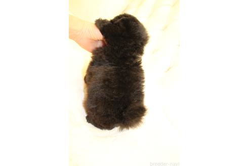 販売中の東京都のトイプードル-365309の3枚目